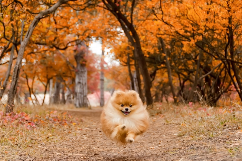 pomeranian running in woods