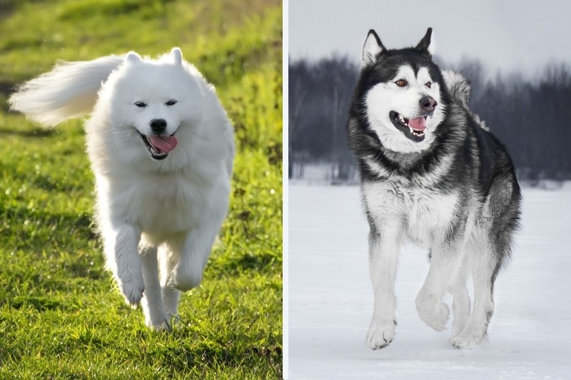 samoyed malamute appeareance