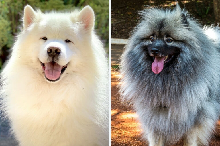 Samoyed vs Keeshond: what are the differences?