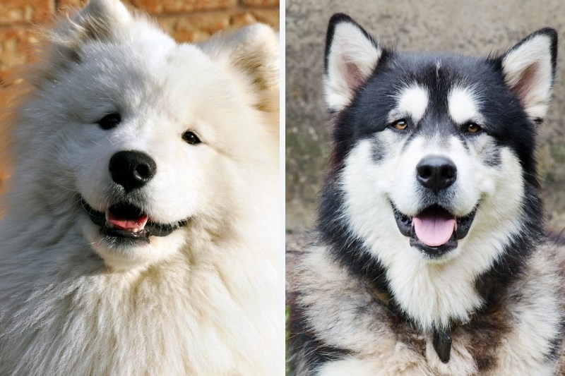 Samoyed vs. Alaskan Malamute: what are the differences?