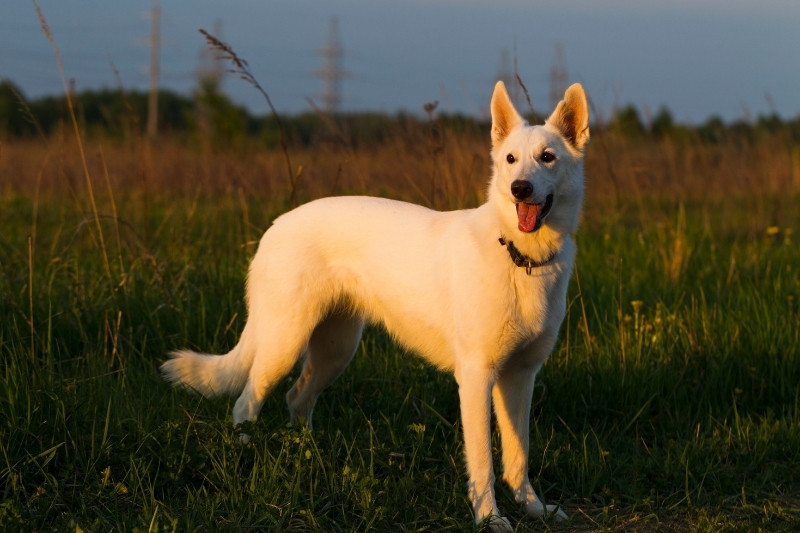 berger blanc suisse dan sun champ