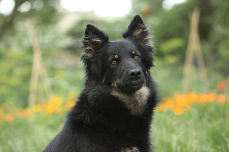 berger bohemien portrait