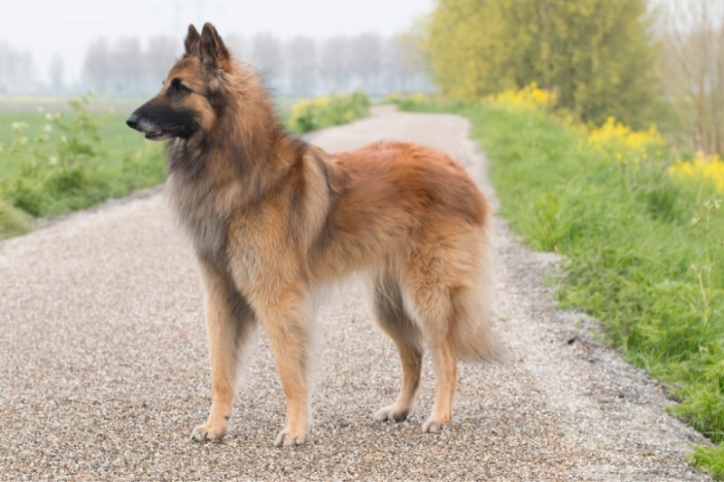 berger malinois sur une route