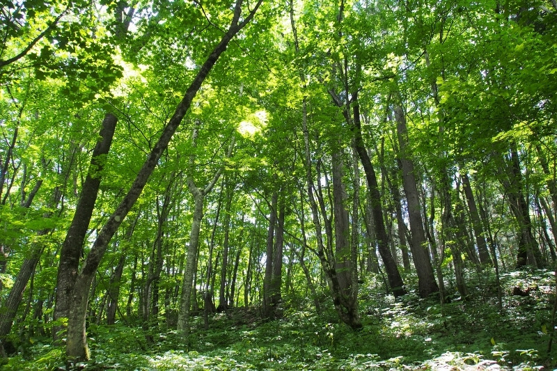 bosque japones