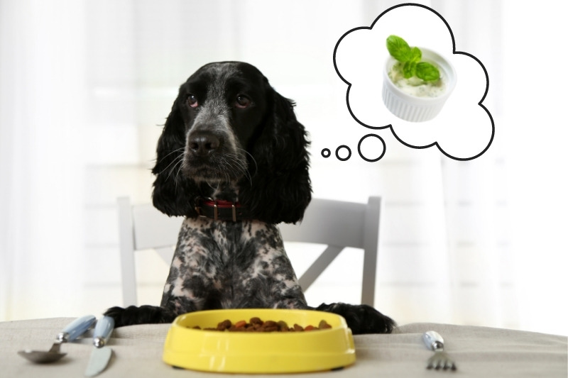 Can dogs eat ranch dressing? The answer from a vet!