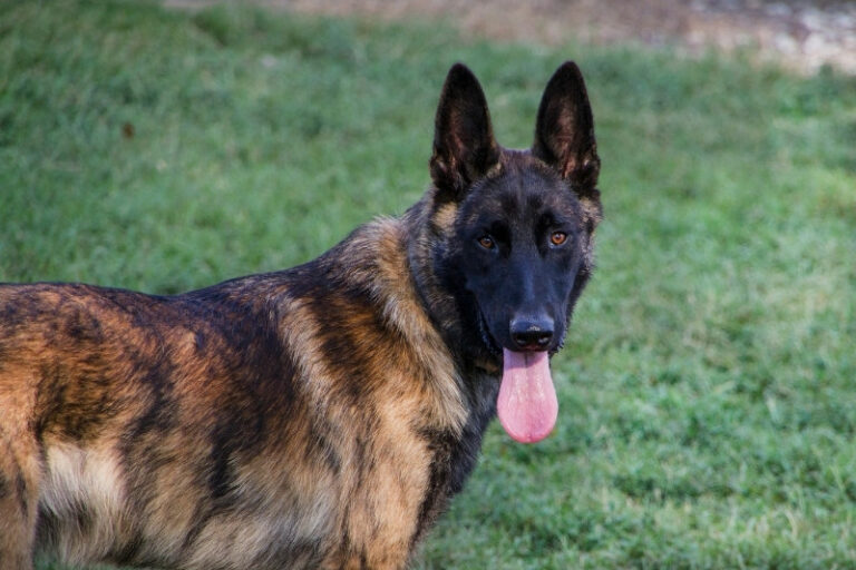 chien ressemblant au berger allemand