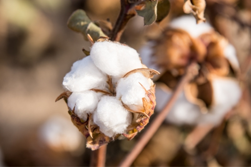 cotton plant