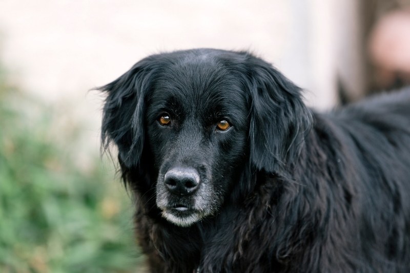 flat coated retriever portrait