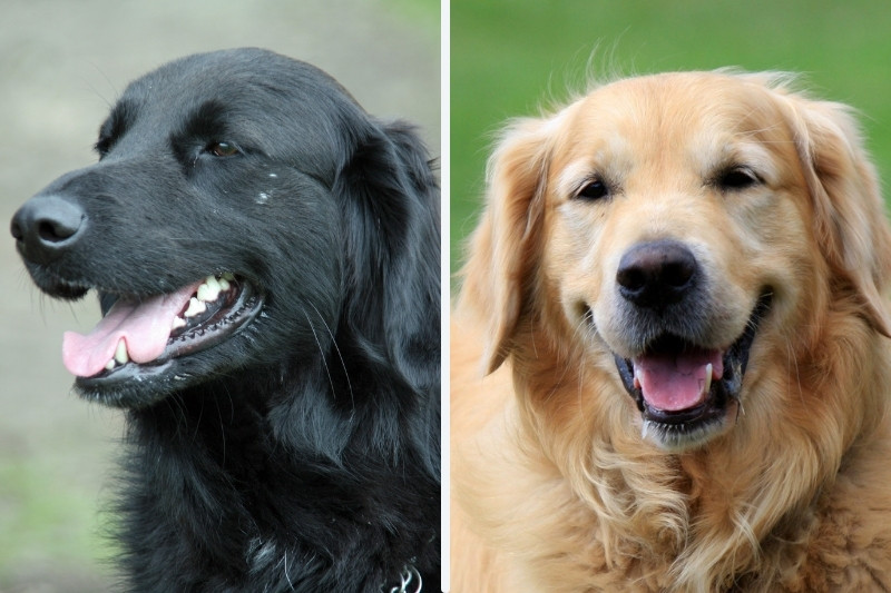 Flat-Coated Retriever vs Golden Retriever: the differences between these two breeds