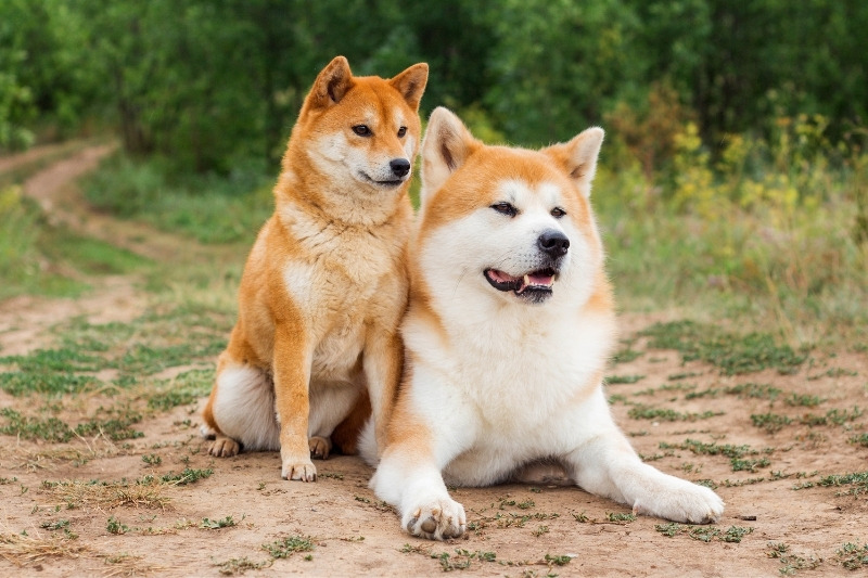 japanese dogs
