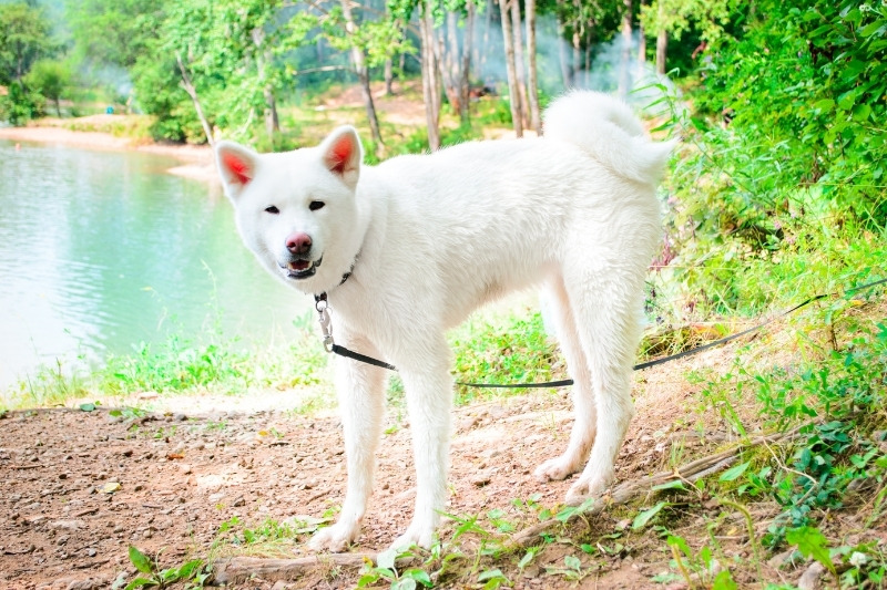 japanese female dog name