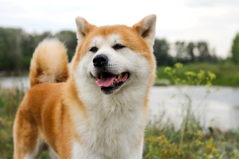 nombres perros machos japones