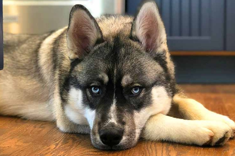 agouti husky