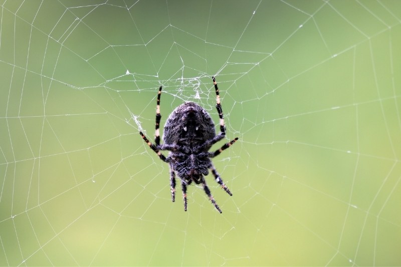 araña negra