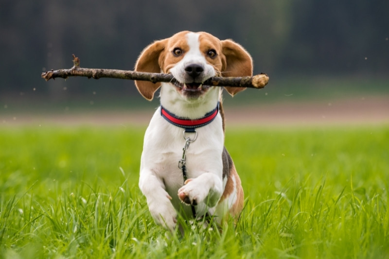 beagle running with stick in mouth