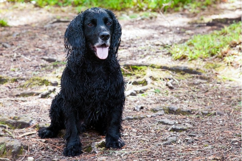 black cocker spaniel