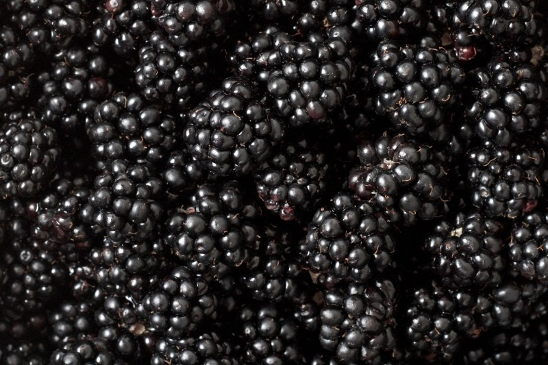 blackberries