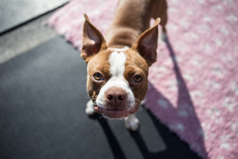 boston terrier white brown