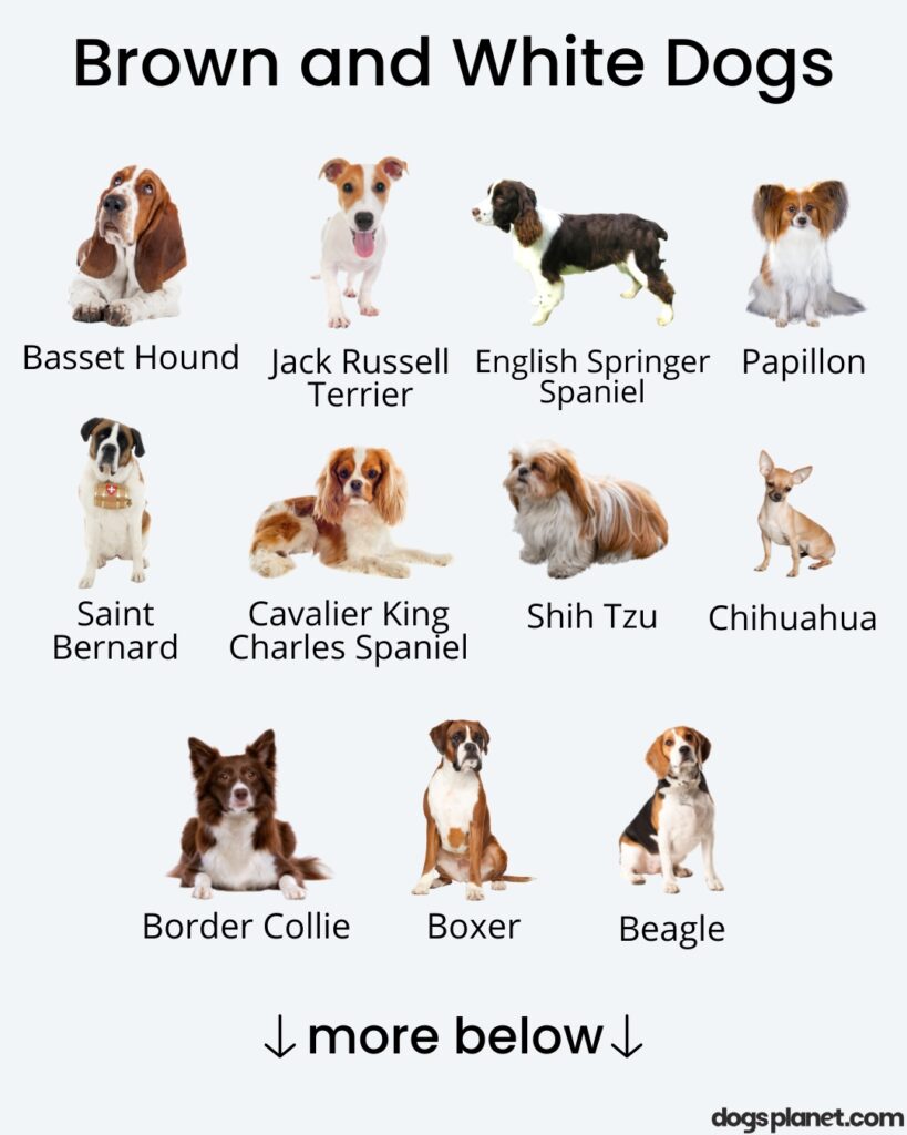 brown and&nbsp;white dogs