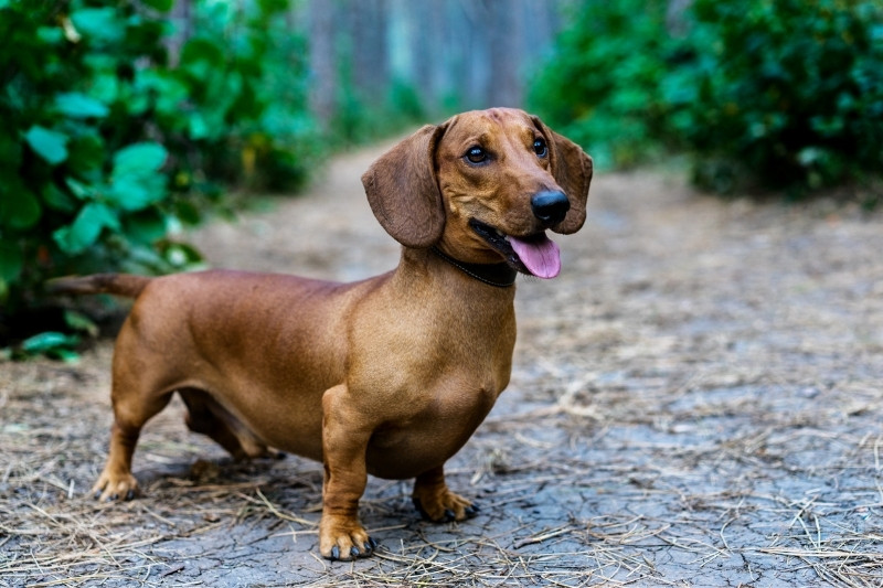 red dachshund