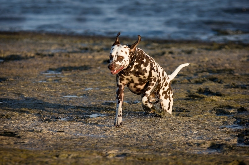 brown dalmatian running