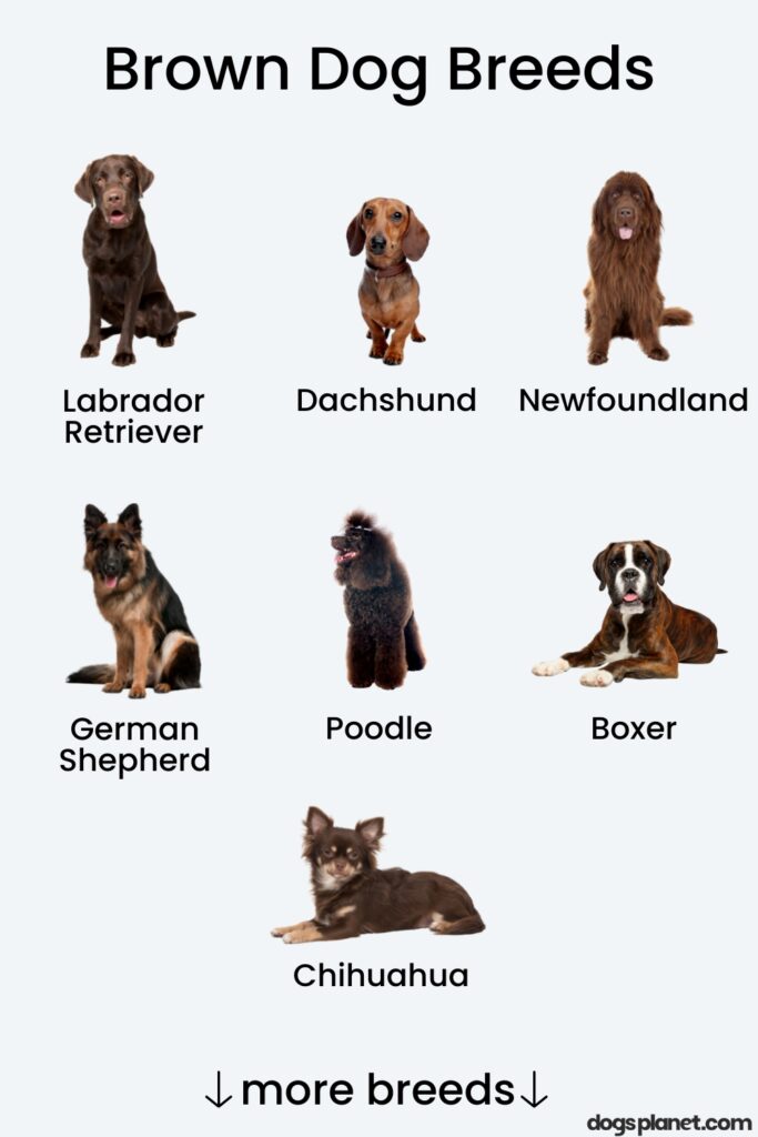 brown dog breeds