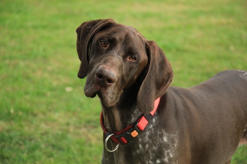 brown german shorthaired pointer looking at camera