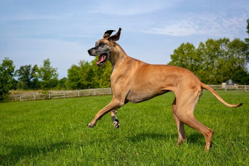 brown great dane