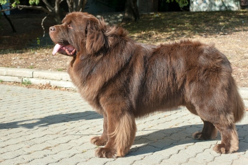 perro terranova marrón