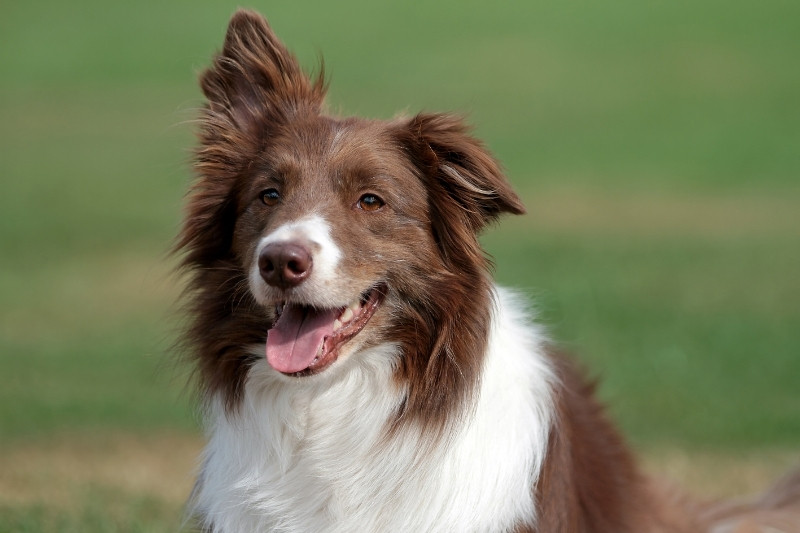 brown white border collie
