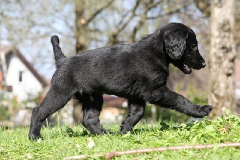 cachorro flat coated retriever