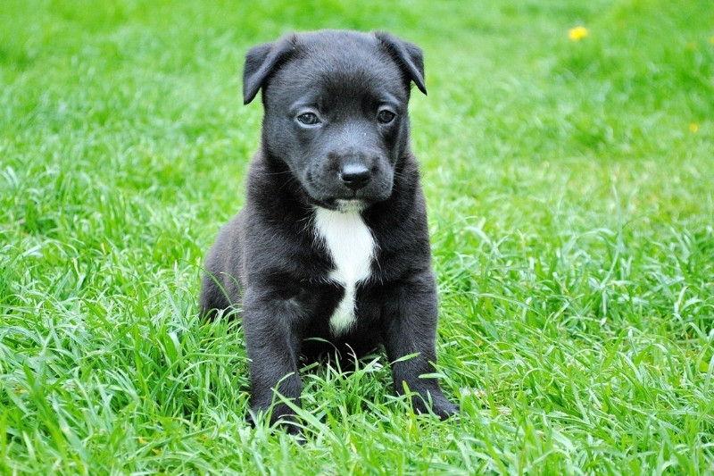 cachorro negro en cesped