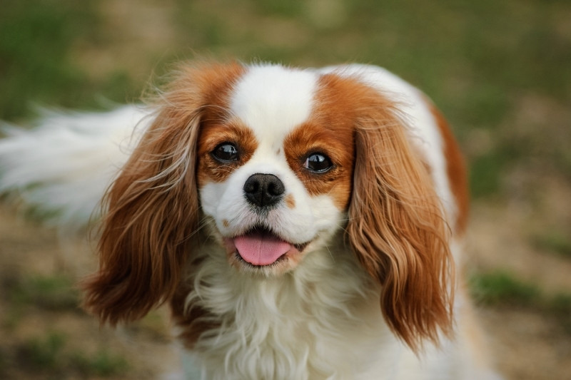 cavalier king charles spaniel brown white