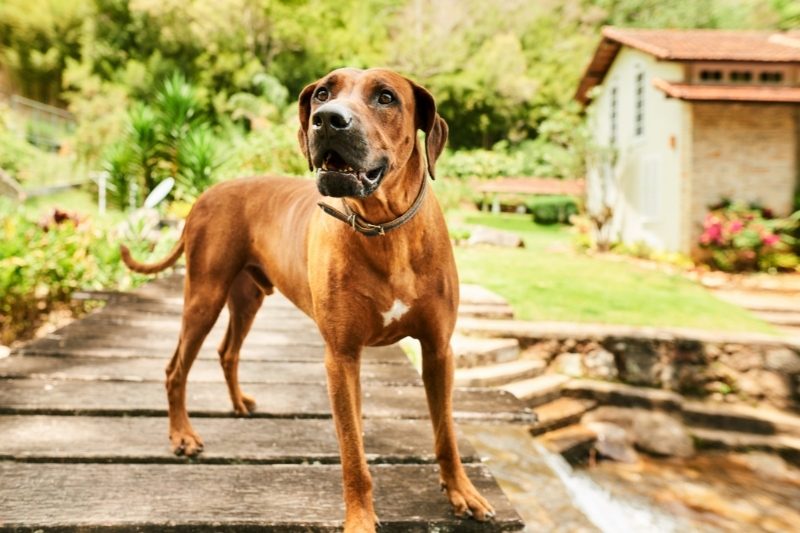 chien dans une pension canine