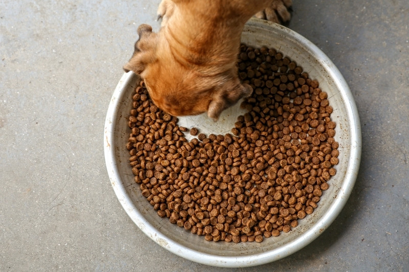 chien qui mange des croquettes