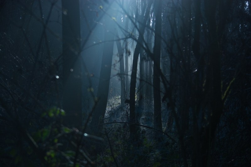 dark forest