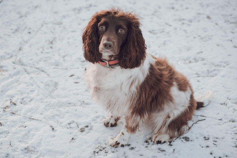 english springer spaniel brown white sitting in&nbsp;snow