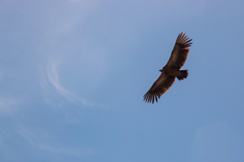 falcon flying