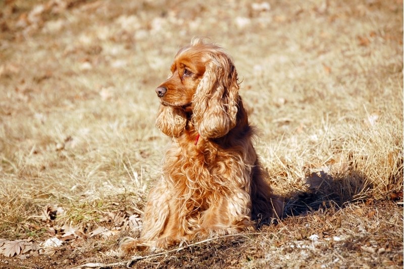 golden cocker spaniel