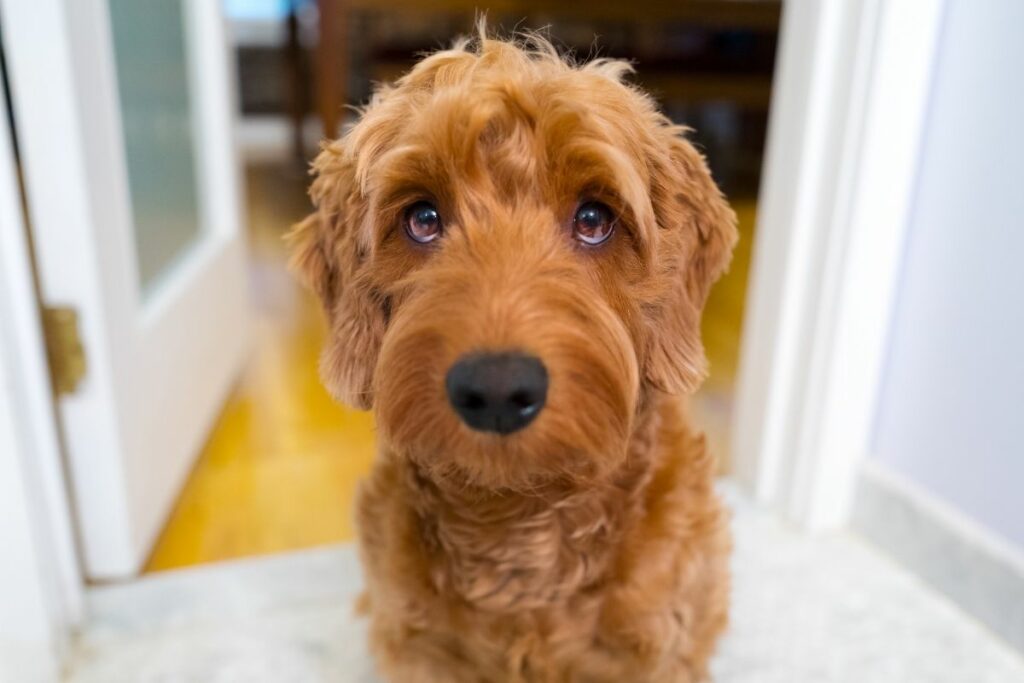 goldendoodle apariencia