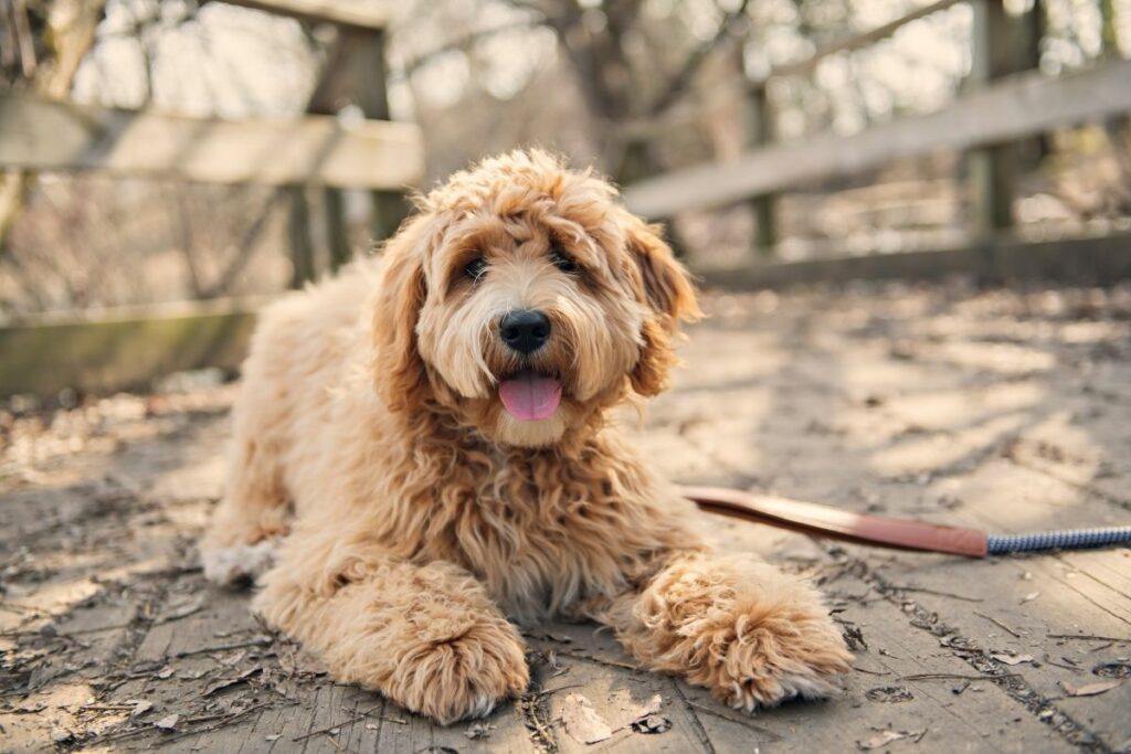 goldendoodle foto