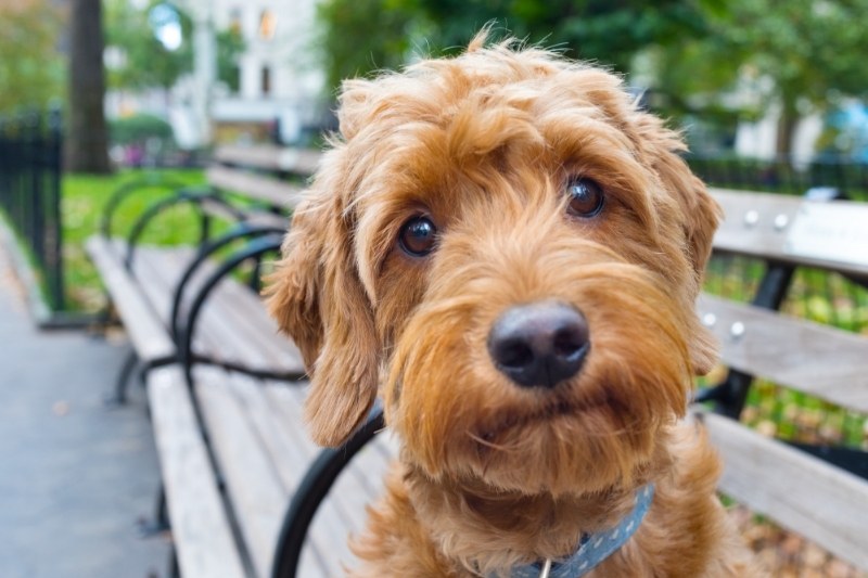 goldendoodle retrato