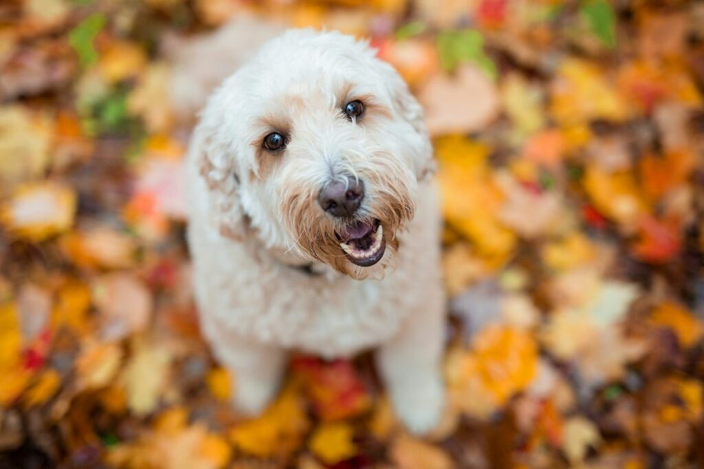 goldendoodle sentado sobre hojas