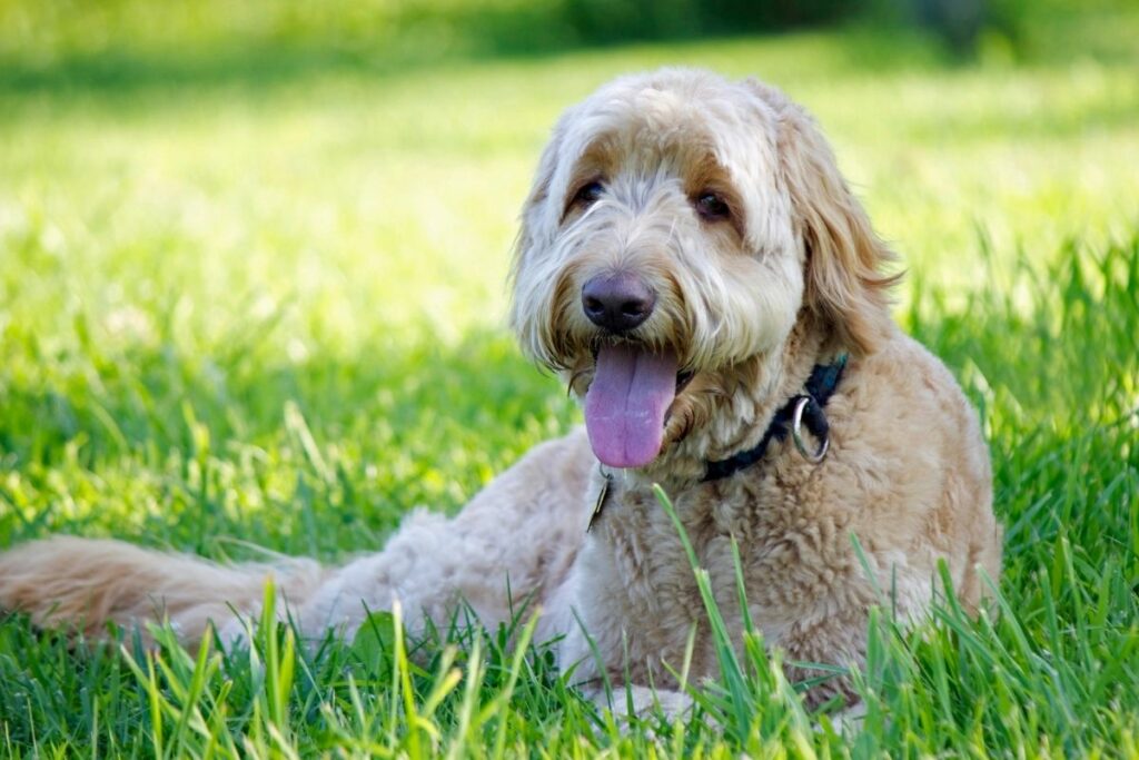 goldendoodle tumbado en cesped