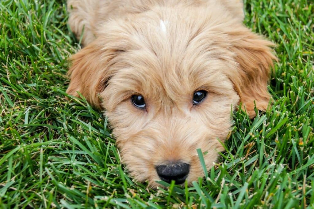 goldendoodle tumbado mirando la camara