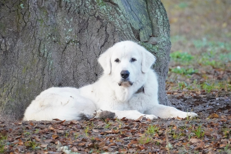 great pyrenees laying under a tree