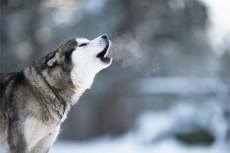 husky howling portrait