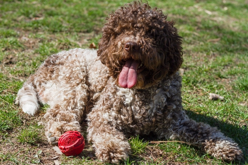 lagotto romagnolo tumbado