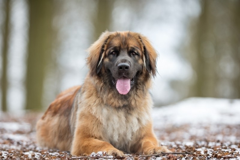 leonberger laying down in forest