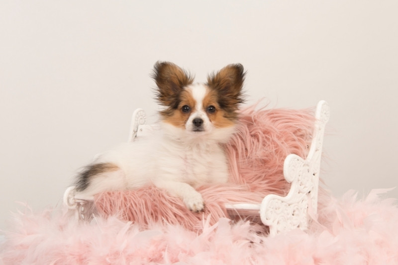 papillon dog sitting
